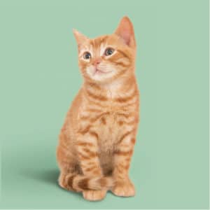 Plan Gatito